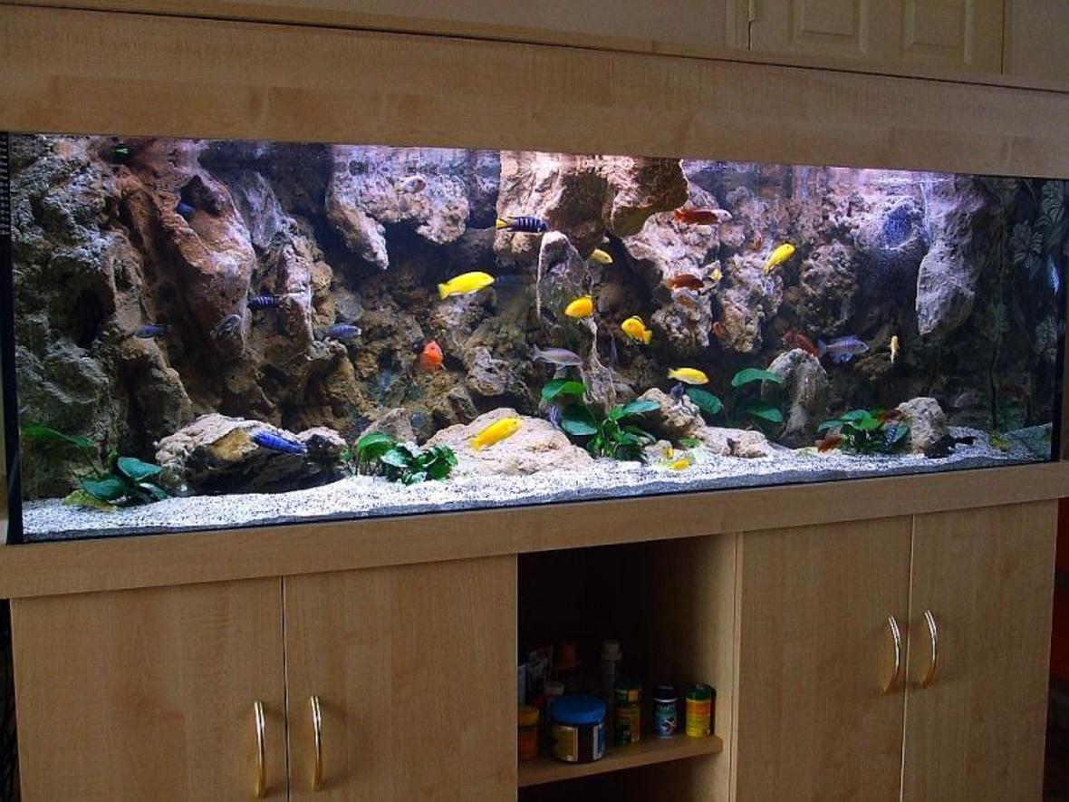 180 gallons freshwater fish tank (mostly fish and non-living decorations) - My new setup of Malawi cliff aquarium.