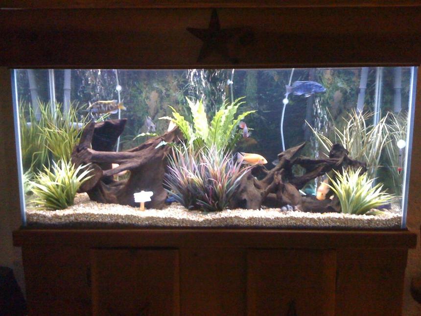 Rated #40: 75 Gallons Freshwater Fish Tank - Bad pic take by iphone.  I will update it soon.