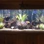75 gallons freshwater fish tank (mostly fish and non-living decorations) - Bad pic take by iphone. I will update it soon.