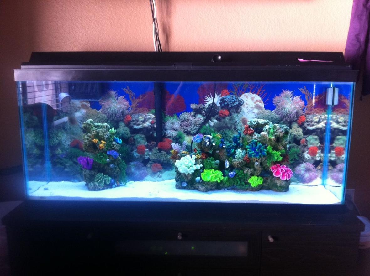 fish tank picture - New tank, shallow sand, fake coral, big pump and protine skimmer, no fish yet