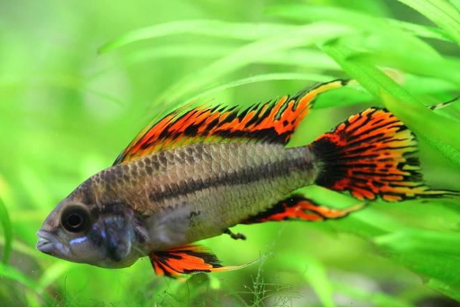 freshwater fish - apistogramma cacatuoides - double full red cockatoo cichlid stocking in 40 gallons tank - Apistogramma Cacatuoides Double Red