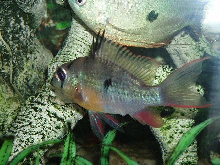 Rated #413: Freshwater Fish - Microgeophagus Altispinosa - Bolivian Ram Stocking In 22 Gallons Tank - Lou Lou my Bolivan Ram, she actually loves posing for pictures!