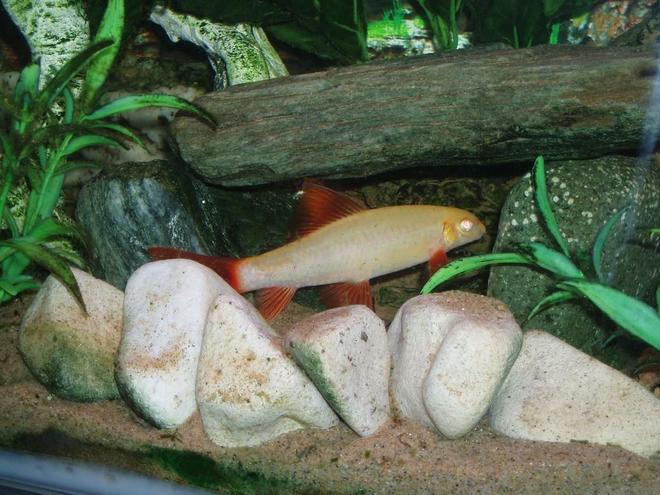 freshwater fish - epalzeorhynchos frenatus - albino rainbow shark stocking in 22 gallons tank - Sharky hiding in his cave waiting to pounce on someone else who dares to come close!