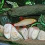 freshwater fish - epalzeorhynchos frenatus - albino rainbow shark stocking in 22 gallons tank - Sharky hiding in his cave waiting to pounce on someone else who dares to come close!