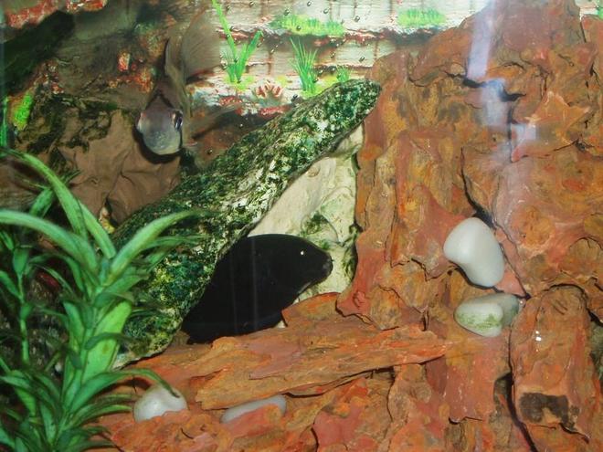 freshwater fish - apteronotus albifrons - black ghost knifefish stocking in 22 gallons tank - Black Knife Fish, impossible to get a picture of! He pops up until you point the camera then he vanishes.... I think Im going to name him David Blaine.