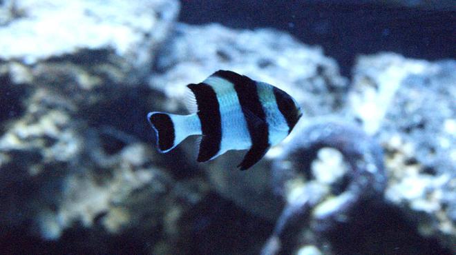 saltwater fish - dascyllus melanurus - four stripe damselfish stocking in 50 gallons tank - striped damsel