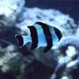 saltwater fish - dascyllus melanurus - four stripe damselfish stocking in 50 gallons tank - striped damsel
