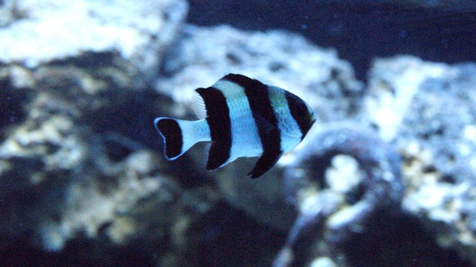 saltwater fish - dascyllus melanurus - four stripe damselfish stocking in 50 gallons tank - striped damsel