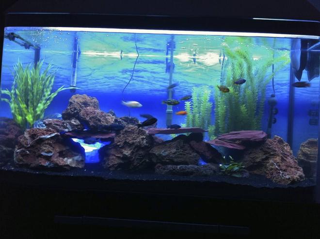 90 gallons freshwater fish tank (mostly fish and non-living decorations) - Fresh Water Cichlid Tank With Live Lava Rock Plant