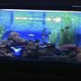 90 gallons freshwater fish tank (mostly fish and non-living decorations) - Fresh Water Cichlid Tank With Live Lava Rock Plant