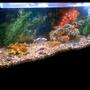 fish tank picture - my 40 gal