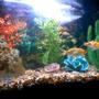 fish tank picture - different view