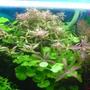 125 gallons planted tank (mostly live plants and fish) - Hydrocotyle Leucocephala&Rotala Rotundifolia