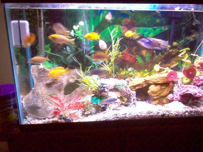 29 gallons freshwater fish tank (mostly fish and non-living decorations) - Lake Malawi species 
29 gallon