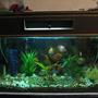 90 gallons freshwater fish tank (mostly fish and non-living decorations) - t1