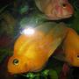 freshwater fish - heros severus x amphilophus citrinellum - blood parrot stocking in 90 gallons tank - parrots1