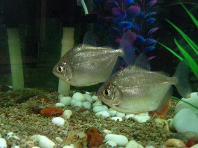 freshwater fish - metynnis argenteus - silver dollar stocking in 90 gallons tank - silver doller