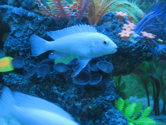 freshwater fish - pseudotropheus socolofi - albino socolofi stocking in 90 gallons tank - white