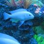 freshwater fish - pseudotropheus socolofi - albino socolofi stocking in 90 gallons tank - white