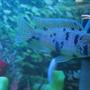 freshwater fish - labeotropheus fuelleborni - fuelleborni cichlid, orange blossom stocking in 90 gallons tank - cichlids3
