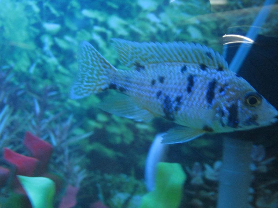 freshwater fish - labeotropheus fuelleborni - fuelleborni cichlid, orange blossom stocking in 90 gallons tank - cichlids3