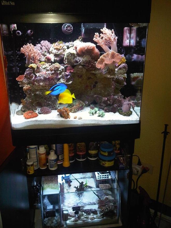 34 gallons reef tank (mostly live coral and fish) - This is my RSM130D with DIY Sump....