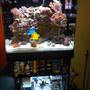 34 gallons reef tank (mostly live coral and fish) - This is my RSM130D with DIY Sump....