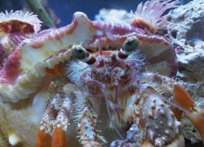 corals inverts - dardanus calidus - hermit crab stocking in 34 gallons tank - this is my sump boss