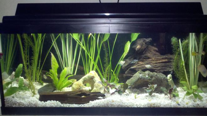20 gallons planted tank (mostly live plants and fish) - all live plants(17 total) and fish(5 glass catfish, 2 yellow khili fish, 2 small red bellied newts, 3 snails, 1 small albino plecostamous, 3 white balloon mollys, 2 black/white speckled mollys, multiple ghost shrimp), 5 driftwood peices