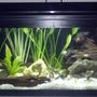 20 gallons planted tank (mostly live plants and fish) - all live plants(17 total) and fish(5 glass catfish, 2 yellow khili fish, 2 small red bellied newts, 3 snails, 1 small albino plecostamous, 3 white balloon mollys, 2 black/white speckled mollys, multiple ghost shrimp), 5 driftwood peices