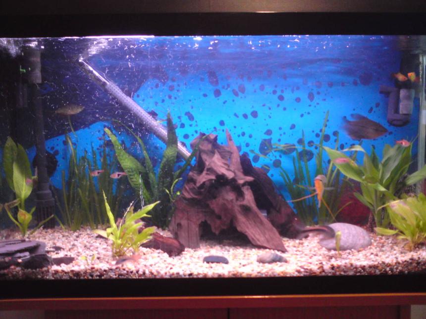 Rated #203: 50 Gallons Planted Tank - my 1st tank, only 2wks old...