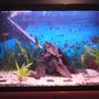 50 gallons planted tank (mostly live plants and fish) - my 1st tank, only 2wks old...