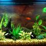 17 gallons planted tank (mostly live plants and fish) - New 17g tank. Just 3 fish for the moment.