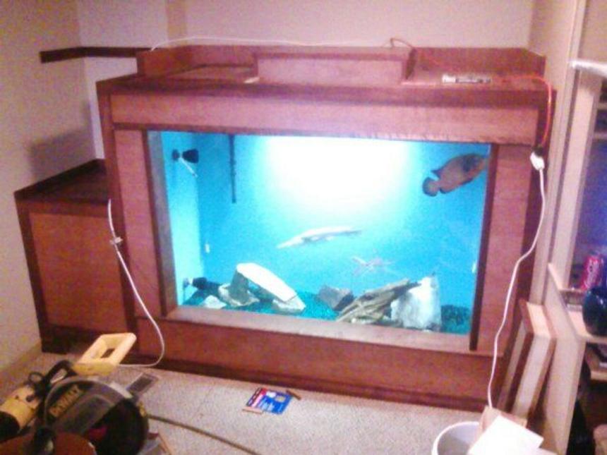 Rated #335: 275 Gallons Freshwater Fish Tank - almost finished