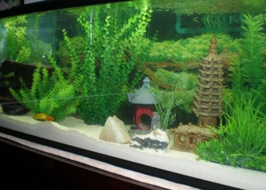 Rated #215: 60 Gallons Freshwater Fish Tank - Rescaped Tank
60 Gallon
2 Yellow Labs
1 Cobalt Blue 
1 Red Zebra
1 Red Fin Borleyi
2 Rainbow Sharks