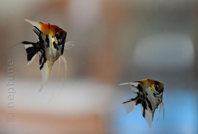 freshwater fish - pterophyllum sp. - koi angel stocking in 64 gallons tank - My Angels