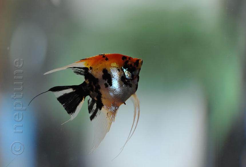 Rated #156: Freshwater Fish - Pterophyllum Sp. - Koi Angel Stocking In 64 Gallons Tank - My Angels