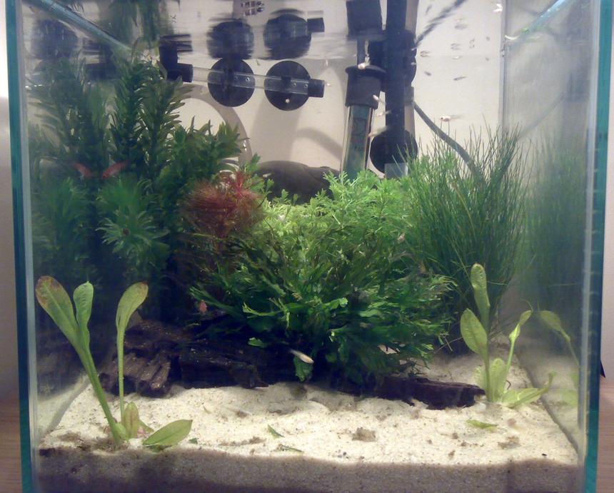 Rated #171: 1 Gallon Planted Tank - This is a nano tank of 20x20x20cm that I made containing baby Guppys, Rocket Panchax and a pair of Badis Bengalensis. Please excuse the unsightly equipment in the background! I've tried to go for a tropical feel here.
