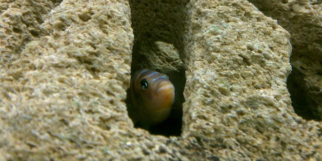 freshwater fish - labidochromis sp. - hongi stocking in 55 gallons tank - Pix 1
