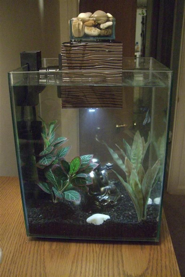 fish tank picture - side pic
