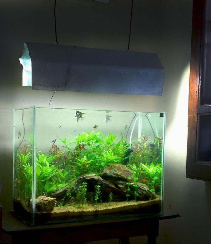 22 gallons planted tank (mostly live plants and fish) - my 22G low light hitech tank.DIY co2 CFL lighting