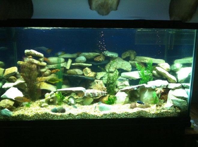 120 gallons freshwater fish tank (mostly fish and non-living decorations) - we took out the driftwood to see if which we preferred.. please leave a comment and tell us what you think. Driftwood? or No Driftwood?