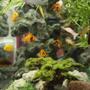 fish tank picture - Another photo. it is hard to choose which one is best