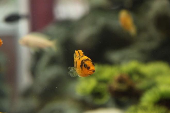 freshwater fish - metriaclima estherae - red blotch zebra cichlid stocking in 58 gallons tank - Red blotched zebra