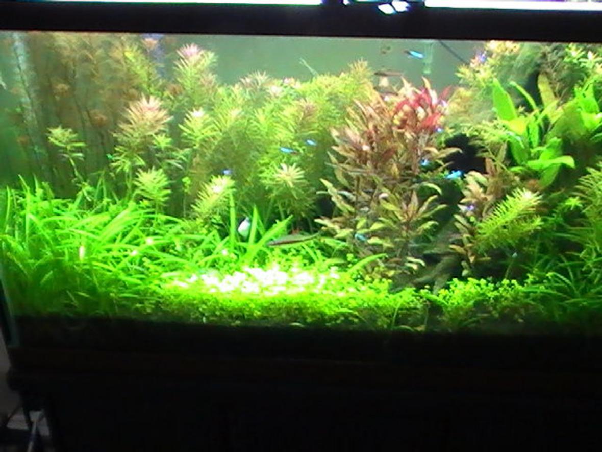 42 gallons planted tank (mostly live plants and fish) - Rescaped 42 gallon tank