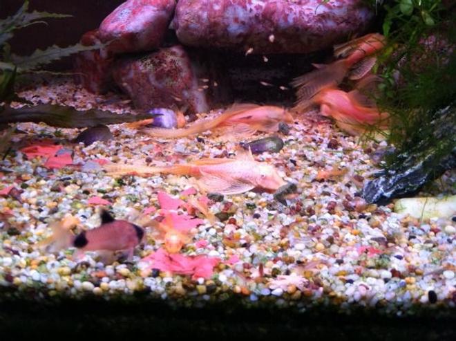 freshwater fish - corydoras panda - panda cory cat stocking in 60 gallons tank - Feeding time