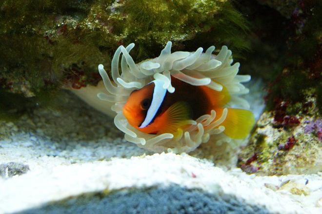 saltwater fish - amphiprion frenatus - tomato clownfish stocking in 3 gallons tank - tomato clown and a host anemone