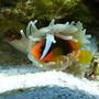 saltwater fish - amphiprion frenatus - tomato clownfish stocking in 3 gallons tank - tomato clown and a host anemone
