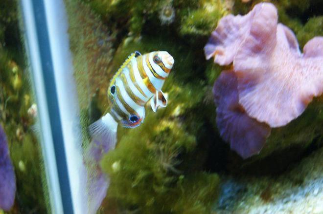 saltwater fish - choerodon fasciatus - harlequin tusk stocking in 3 gallons tank - harlequein tusk playing around