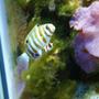 saltwater fish - choerodon fasciatus - harlequin tusk stocking in 3 gallons tank - harlequein tusk playing around